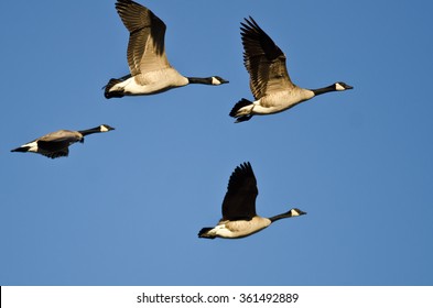 Flock Canada Geese Flying Blue Sky Stock Photo 361492889 | Shutterstock