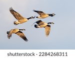 Flock of Canada Geese flying in Formation