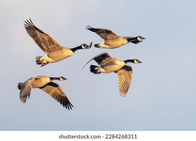 Flock of Canada Geese flying in Formation