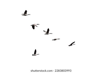 Flock of Canada Geese flying together isolated cutout on white background