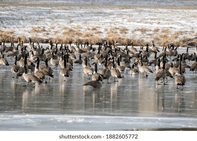 Flock Of Canada Geese On The Lake