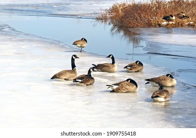 A flock of Canada Geese resting on a snow and ice covered Marsh in early spring
