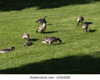 A Flock Of Canadian Geese