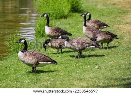 a flock of Canadian geese grazing on the grass in the park