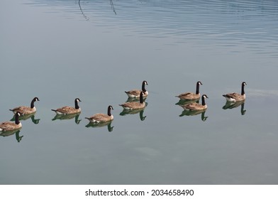 A Flock of Canadian Geese in Medicine Lake