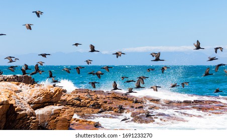 A Flock Of Cape Cormorant Aquatic Sea Birds Taking Flight Off The Coast Of False Bay, Cape Town South Africa