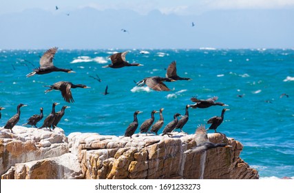 A Flock Of Cape Cormorant Aquatic Sea Birds Taking Flight Off The Coast Of False Bay, Cape Town South Africa