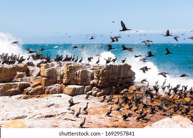 A Flock Of Cape Cormorant Aquatic Sea Birds Taking Flight Off The Coast Of False Bay, Cape Town South Africa