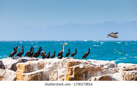 A Flock Of Cape Cormorant Aquatic Sea Birds Taking Flight Off The Coast Of False Bay, Cape Town South Africa