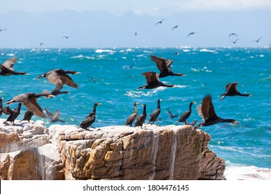 A Flock Of Cape Cormorant Aquatic Sea Birds Taking Flight Off The Coast Of False Bay, Cape Town South Africa