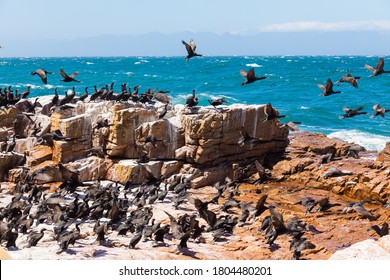 A Flock Of Cape Cormorant Aquatic Sea Birds Taking Flight Off The Coast Of False Bay, Cape Town South Africa