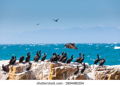 A Flock Of Cape Cormorant Aquatic Sea Birds Taking Flight Off The Coast Of False Bay, Cape Town South Africa