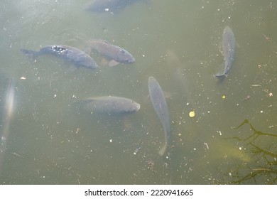 A Flock Of Carp-like Fish Or Cypriniformes Shoaling In Turbid Stagnant Water Of An Artificial Pond. They Are Just Below The Water Level To Enjoy Warm Sunrays.