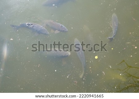 A flock of carp-like fish or Cypriniformes shoaling in turbid stagnant water of an artificial pond. They are just below the water level to enjoy warm sunrays.