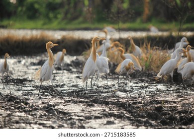 A flock of cattle egrets (Bubulcus ibis) is looking for food in a farmer's rice field, pictured in the afternoon.