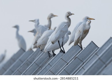Flock of Cattle Egrets (Bubulcus ibis) Perched on a Metal Roof against a Clear Sky