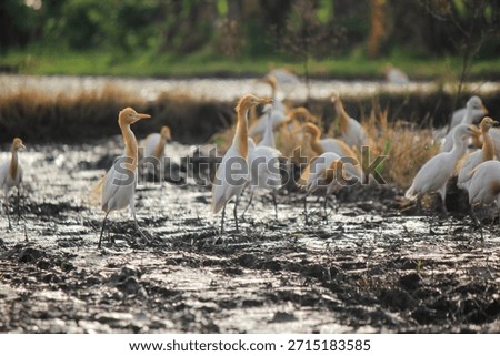 A flock of cattle egrets (Bubulcus ibis) is looking for food in a farmer's rice field, pictured in the afternoon.