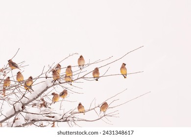 a flock of cedar waxwing birds sit on a bare winter branch covered with snow