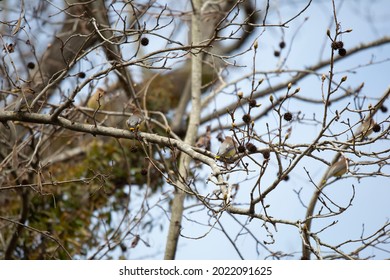 Flock Of Cedar Waxwings (Bombycilla Cedrorum) Perched On A Tree Limb