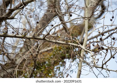 Flock Of Cedar Waxwings (Bombycilla Cedrorum) Perched On A Tree Limb