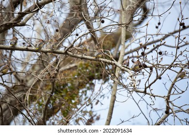 Flock Of Cedar Waxwings (Bombycilla Cedrorum) Perched On A Tree Limb