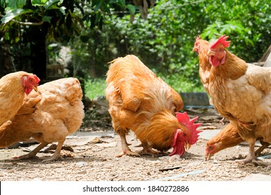 a flock of chicken including brown hens and roosters pecking food outside on the farmyard in a rural chicken farm. Betong chicken.  - Shutterstock ID 1840272886