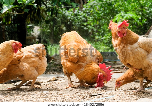 a flock of chicken including brown hens and roosters\
pecking food outside on the farmyard in a rural chicken farm.\
Betong chicken. 