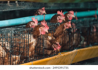 Flock of chicken poultry farming for meat and eggs production in coop and cage - Powered by Shutterstock