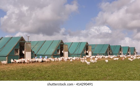 Flock Of Chickens (Gallus Gallus Domesticus) Roaming Freely In Front Of Chicken Sheds On A Farm In The Rural Village Of Chenson, Devon, England, UK