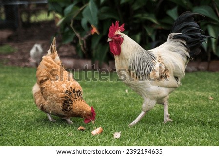 flock of chickens in the garden