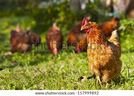 flock of chickens grazing on the grass