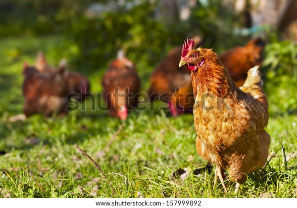 flock of chickens\
grazing on the grass