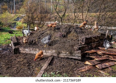 A Flock Of Chickens On Manure Pile