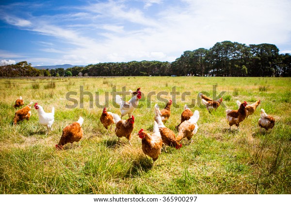 flock of chickens
