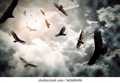 flock-circling-turkey-vultures-looming-260nw-342685496.jpg