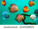 a flock of colorful aquarium discus fish. beautiful background with tropical fish
