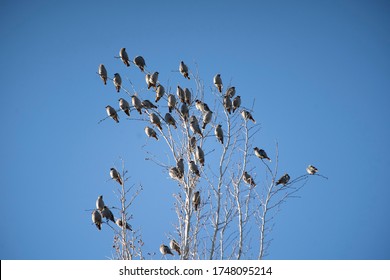 A Flock Of Colorful Bohemian Waxwing Birds Migrating Through The Urban Metropolis Of Calgary Alberta Enjoying A Snack On A Cherry Tree In A Backyard.