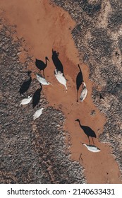 Flock Of Common Crane (Grus Grus) Birds Resting Near The Pond During Springtime Migration, Aerial Shot Top Down. Herons Are Apex Predators In Aquatic Ecosystems