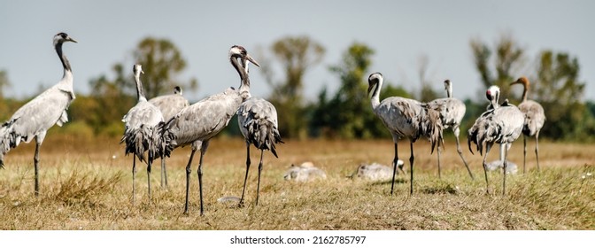 A Flock Of Common Cranes (Grus Grus) In The Hortobágy National Park In Hungary