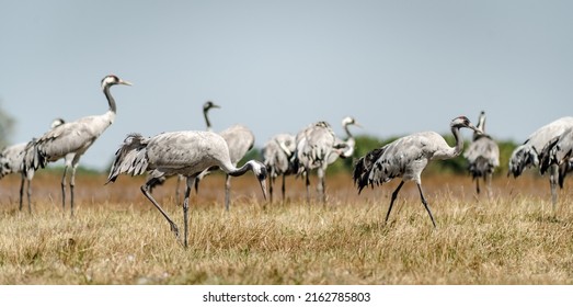 A Flock Of Common Cranes (Grus Grus) In The Hortobágy National Park In Hungary