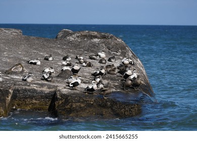 A flock of common eider ducks on a rock on Denmark's coast