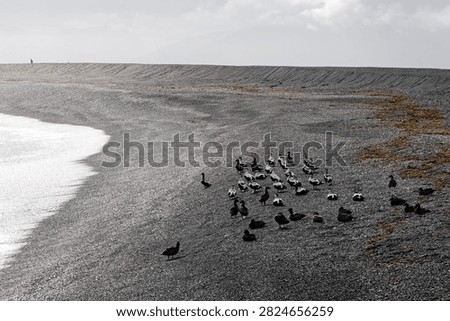Flock of common eider ducks resting on a grey pebble shingle beach.