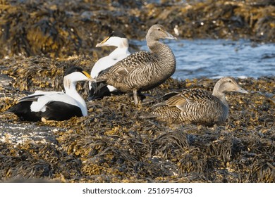 Flock of Common eiders , St. Cuthbert's ducks, Cuddy's ducks - Somateria mollissima, two females and two males resting on seaweed. Photo from Djupivogur in East Iceland.