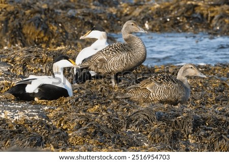 Flock of Common eiders , St. Cuthbert's ducks, Cuddy's ducks - Somateria mollissima, two females and two males resting on seaweed. Photo from Djupivogur in East Iceland.