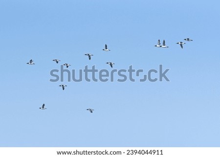 Similar – wild geese birds Dynamic