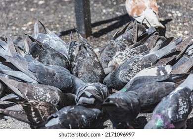 Flock Of Common Pigeons Eating From The Ground In A Public Space. City Bird Feeding