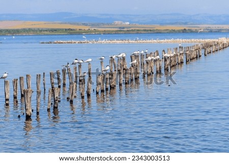 Flock of common terns (Sterna hirundo) perched on a wooden poles at Pomorie salt lake in Bulgaria