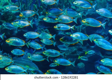 A Flock Of Fish Images Stock Photos Vectors Shutterstock