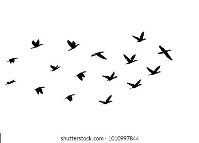 3,437 Cormorant silhouette Images, Stock Photos & Vectors | Shutterstock