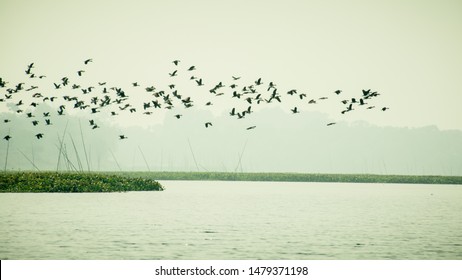 Flock Of Cormorant Shag Birds Flying Over Lake In Winter. Migratory waterfowl fly on their way back to their nesting places, the day about to end in Evening. Rudrasagar Lake Neermahal Agartala Tripura